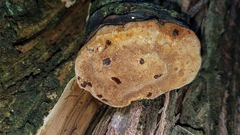Pyrofomes juniperinus