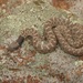 Chihuahuan Nightsnake - Photo (c) Juan Cruzado Cortés, some rights reserved (CC BY-SA), uploaded by Juan Cruzado Cortés