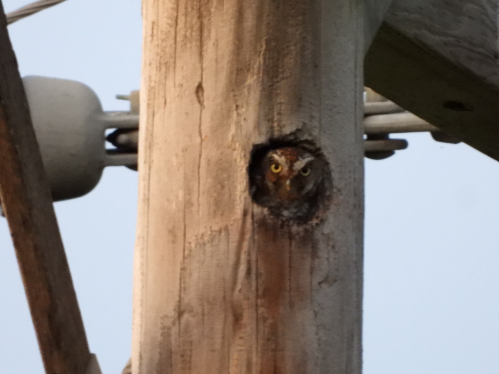 Texas Elf Owl