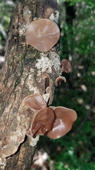 Auricularia angiospermarum