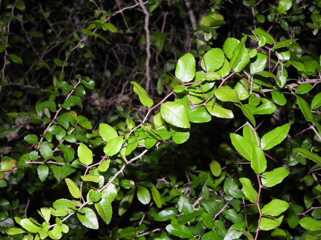 Xylosma flexuosa; photograph (c) Jared Shorma, some rights reserved (CC BY)