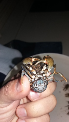Aegla odebrechtii
