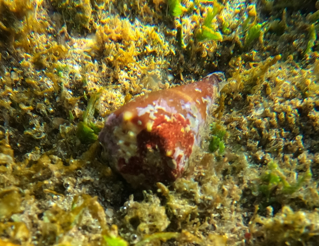 Conus diadema