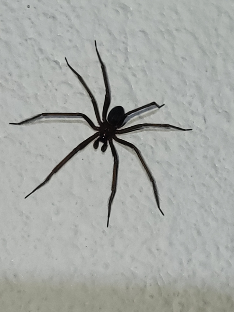 Recluse Spiders from B, Cusco 08002, Peru on May 12, 2024 at 09:41 PM ...