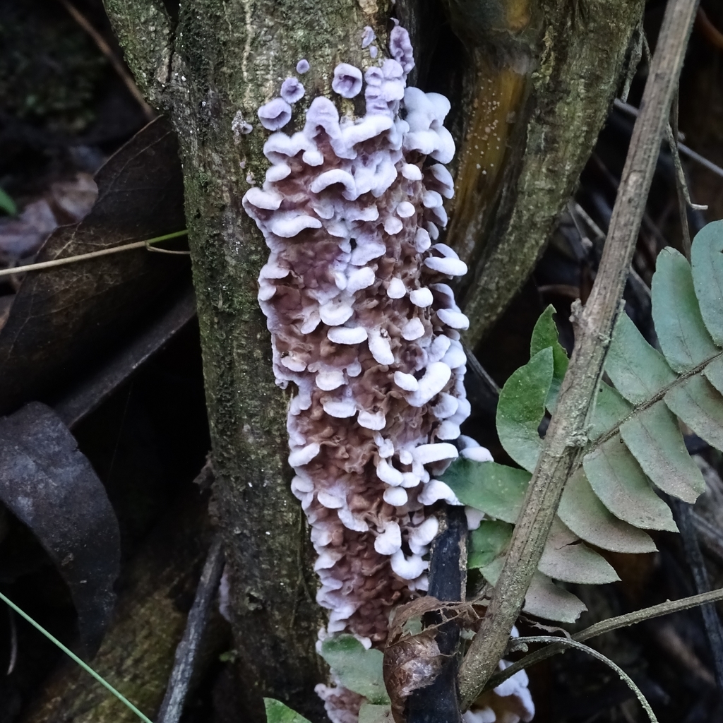 Chondrostereum purpureum · May 2019 · photo: © cristianriquelme (iNaturalist, cc-by)