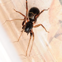 Castianeira cingulata