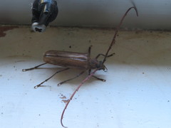 Ochrocydus huttoni
