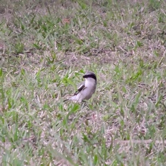Lanius ludovicianus