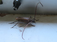 Ochrocydus huttoni