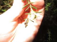 Catoptes constrictus