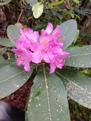 Rhododendron catawbiense