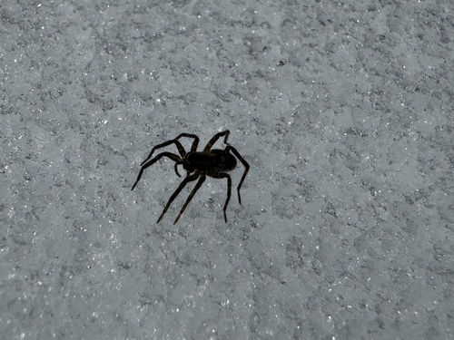 Ground wolf spider photo 6