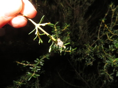 Catoptes constrictus