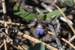 Collinsia torreyi wrightii