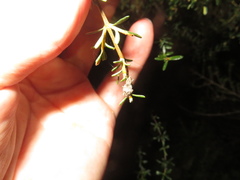 Catoptes constrictus