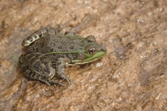 Lithobates montezumae