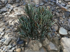 Ephedra rupestris