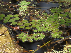 Salvinia auriculata