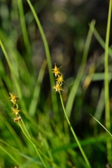 Carex sterilis