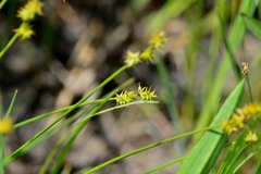 Carex sterilis