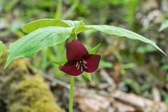 Trillium vaseyi