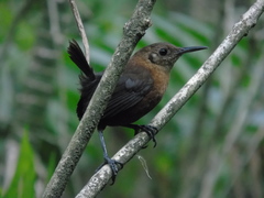 Hylorchilus sumichrasti