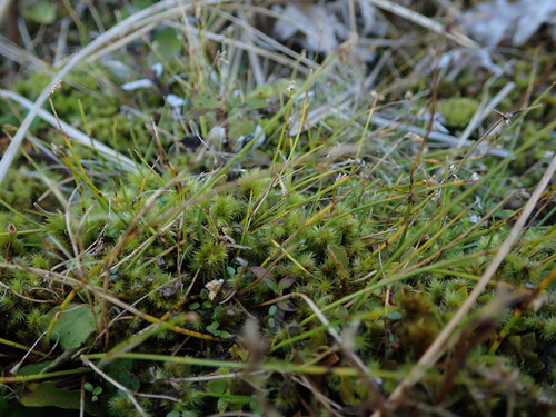 Isolepis pottsii observed 2019-05-04