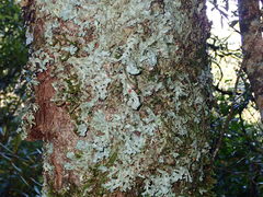 Pseudocyphellaria homoeophylla