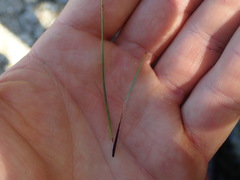 Isolepis pottsii