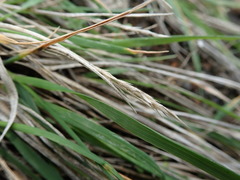 Trisetum arduanum