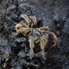 Phrixotrichus vulpinus