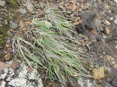 Trisetum arduanum