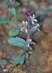 Streptanthus hispidus
