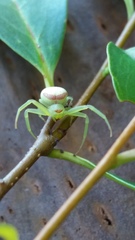 Misumenops callinurus