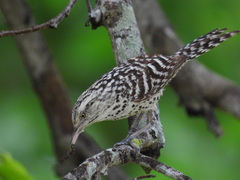 Stripe-Backed Wren photo 3