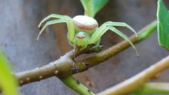 Misumenops callinurus