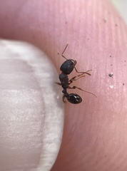 Tetramorium immigrans