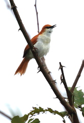 Certhiaxis mustelinus