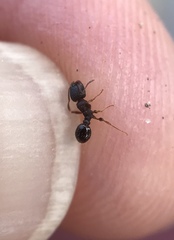 Tetramorium immigrans