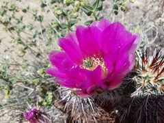 Echinocereus engelmannii