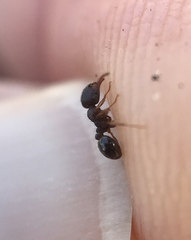 Tetramorium immigrans