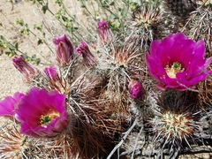 Echinocereus engelmannii