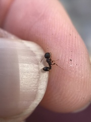 Tetramorium immigrans