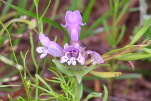 Image of Enquist's Sandmint (Brazoria enquistii) by (c) Michelle W. （鍾偉瑋）, some rights reserved (CC BY)