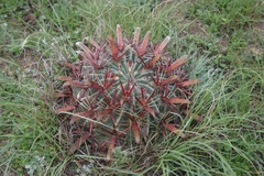 Ferocactus latispinus