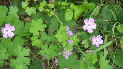 Geranium albanum, photograph 2