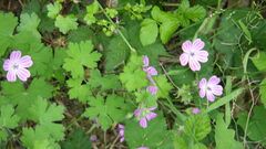 Geranium albanum, photograph author not stated, no rights reserved