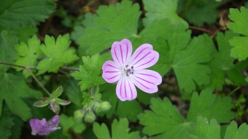 Albanian cranesbill (Geranium albanum)