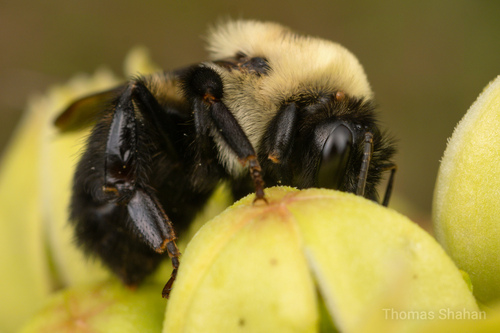 Brown-belted Bumble Bee, photo 3 of 8