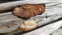 Gloeophyllum striatum